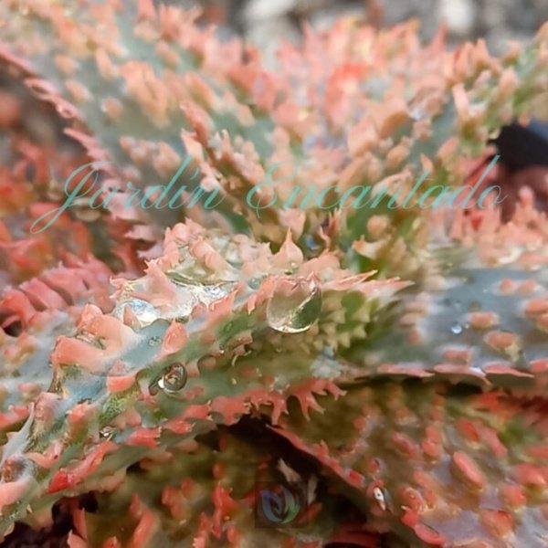 ALOE - 142 - - Image 4