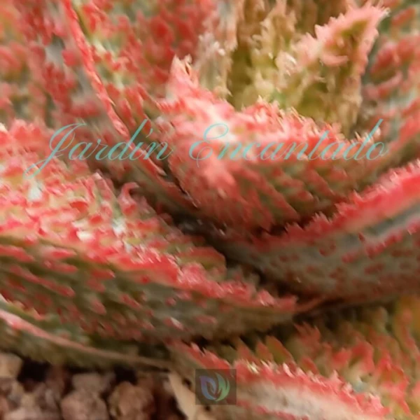 ALOE - 13 - - Image 4