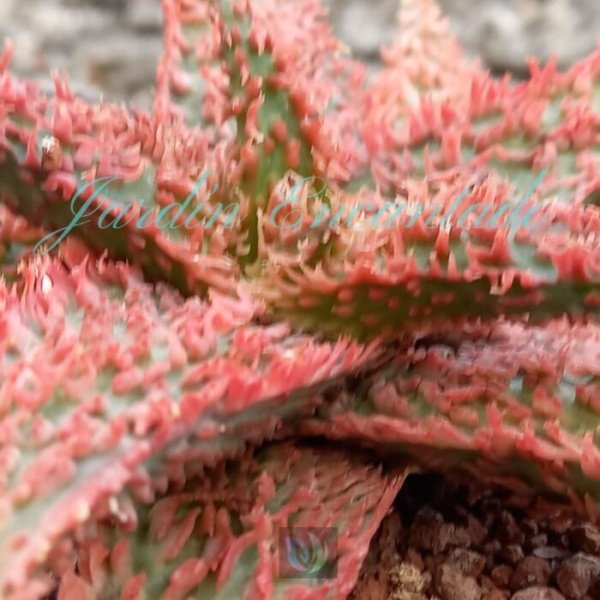 ALOE - 246 - - Image 4