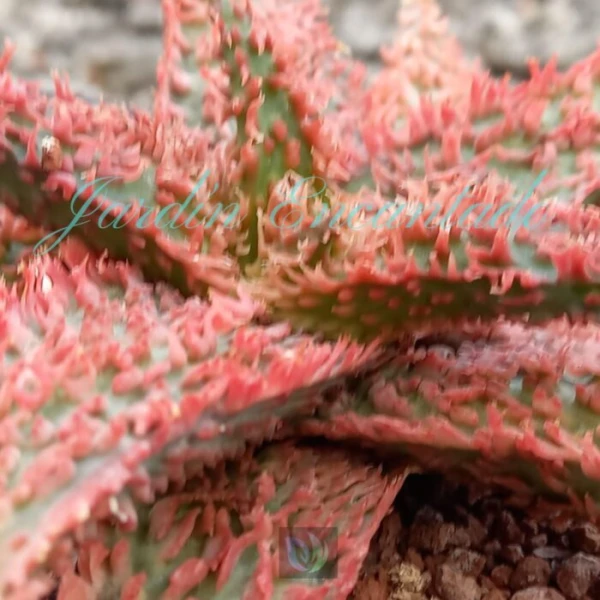 ALOE - 246 - - Image 4