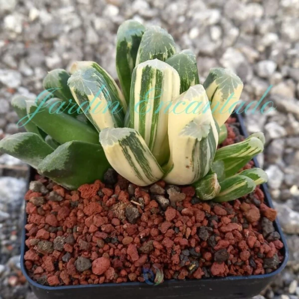 MAUGHANII VARIEGADA- G -