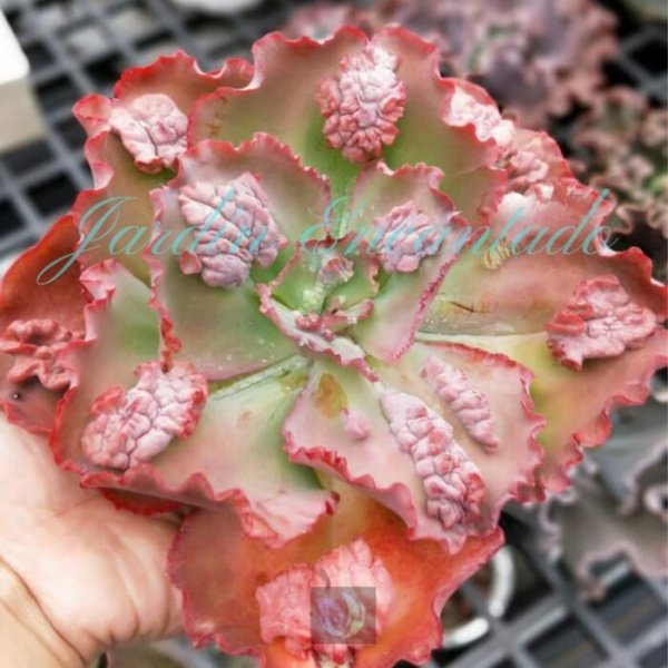 BLUSH - Image 4