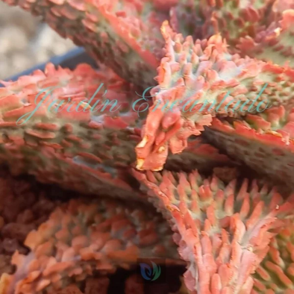 ALOE - 164 - - Image 4