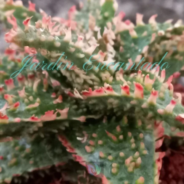 ALOE - 189 - - Image 4