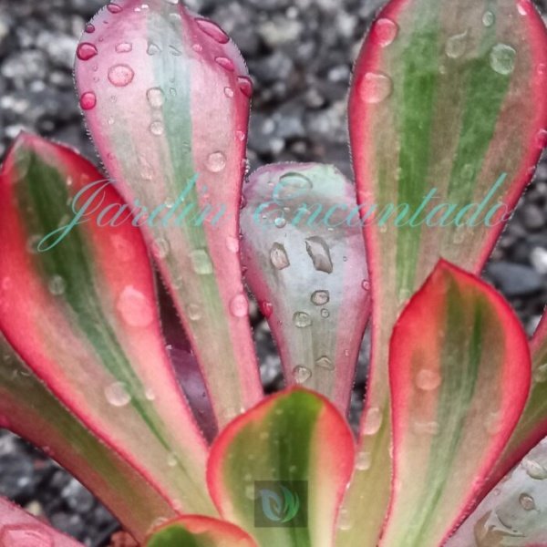 VOODOO VARIEGADO F2 - Image 4