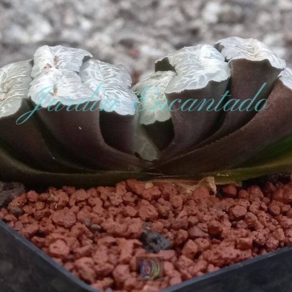 TRUNCATA SMILE - Image 4