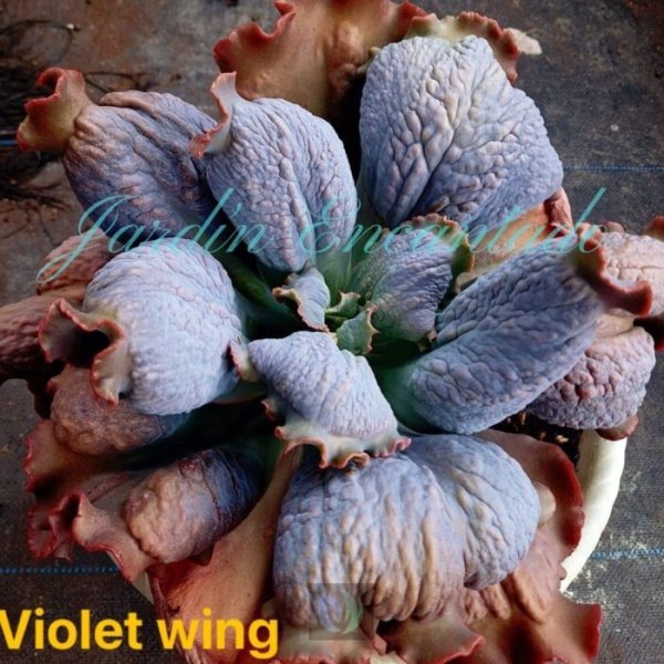 VIOLET WING - Image 5