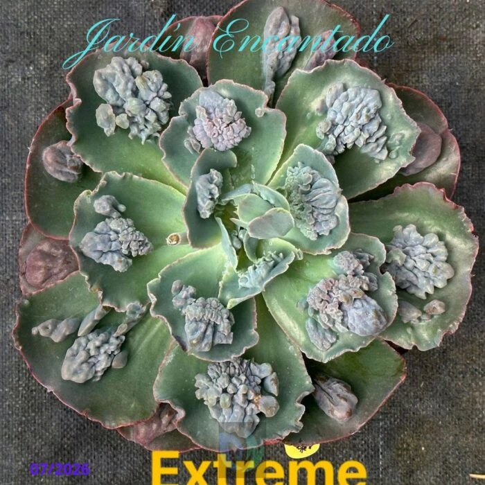 EXTREME - Image 9