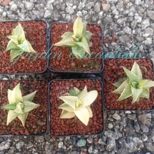 TESSELLATA EMERALD SPIRIT VARIEGADA