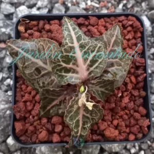 FRANCOISII HYBRID - N15 -