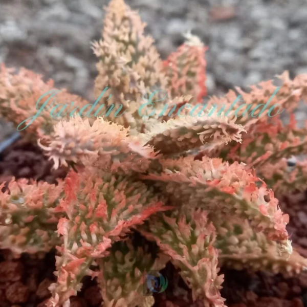 ALOE - 300-