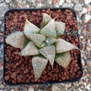 SPLENDENS " ANDROMEDA "