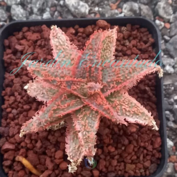ALOE - 139 -