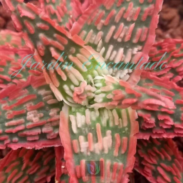 ALOE - 300 B-
