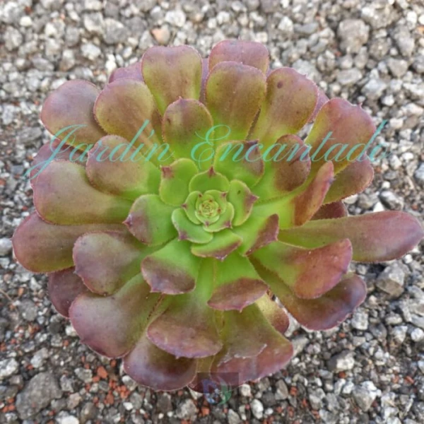 MARDI GRAS MUTATION - 1H 12CM -