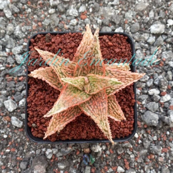 ALOE - 301 G -