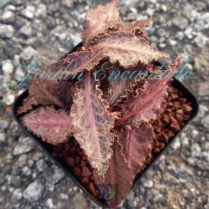 FRANCOISII HYBRID -N 17 -