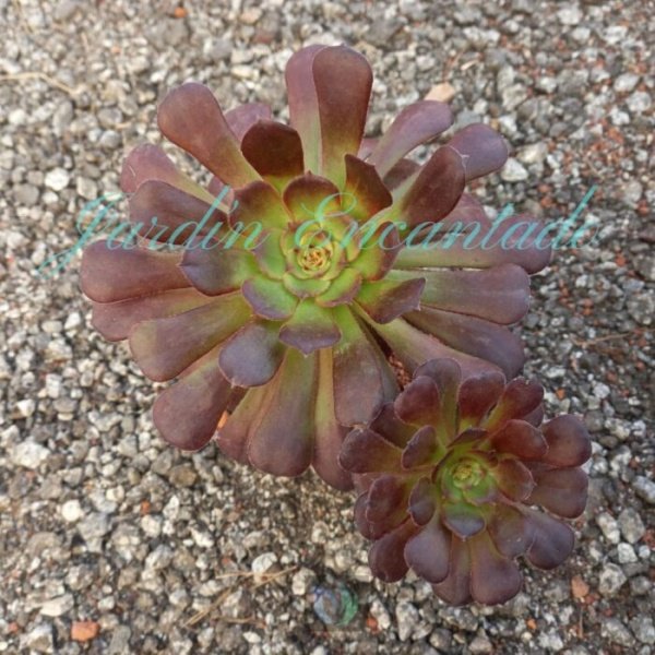 MARDI GRAS MUTATION - CLUSTER 10 -