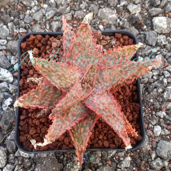 ALOE - 144 -