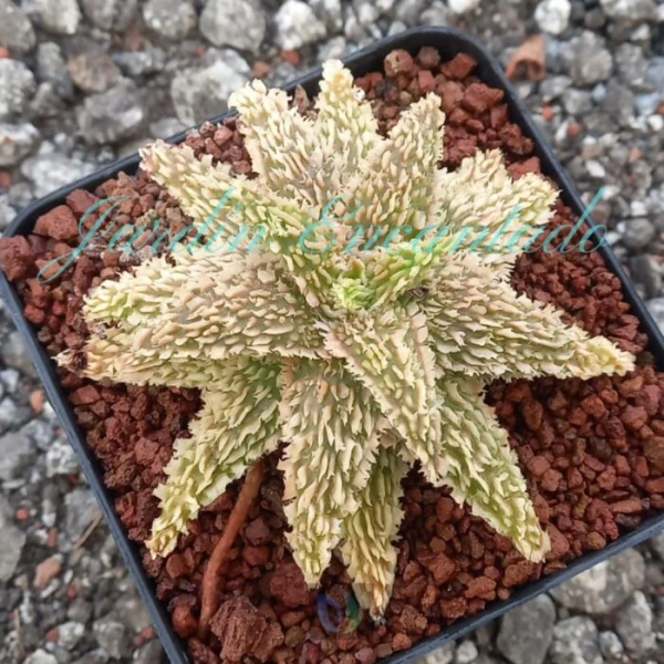 ALOE - 273 -