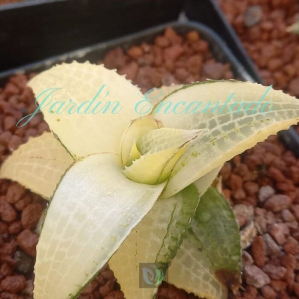TESSELLATA EMERALD SPIRIT VARIEGADA - Image 2