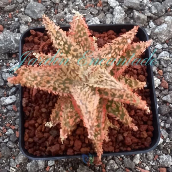ALOE - 300- - Image 2