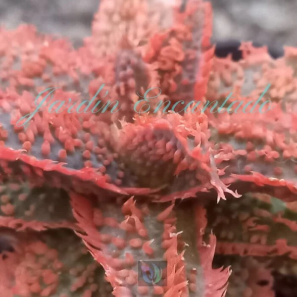 ALOE - 139 - - Image 2