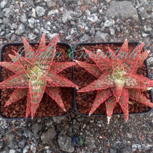 ALOE - 300 B- - Image 2