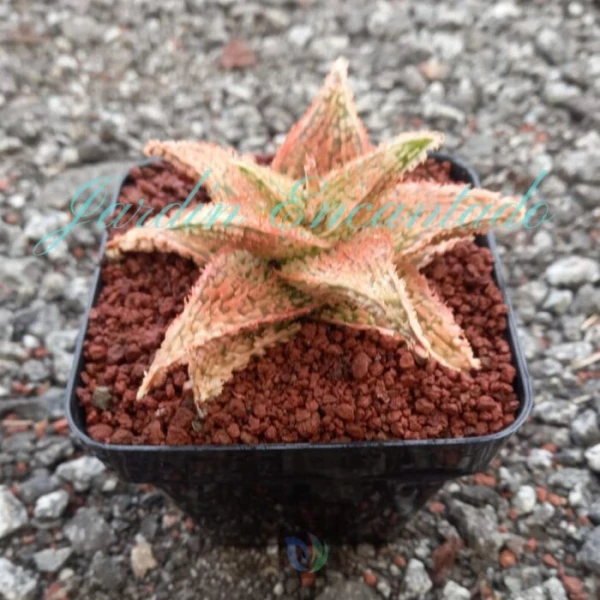 ALOE - 301 G - - Image 2