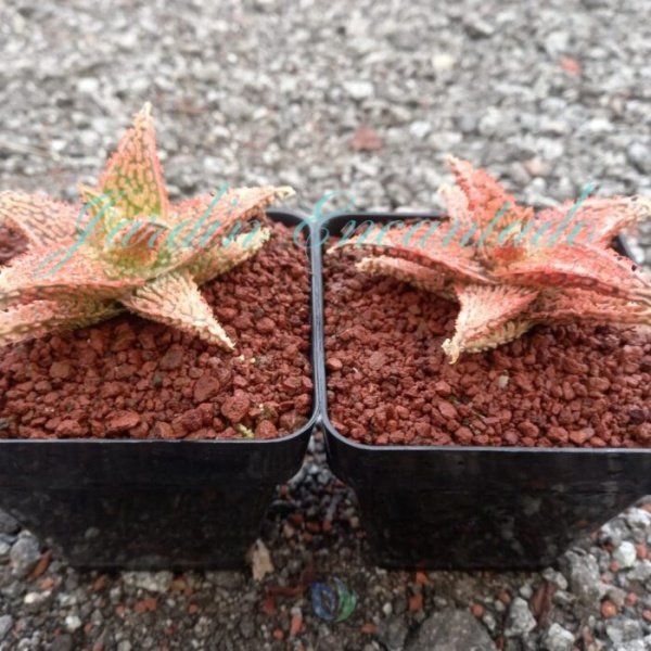 ALOE - 301 CH - - Image 2