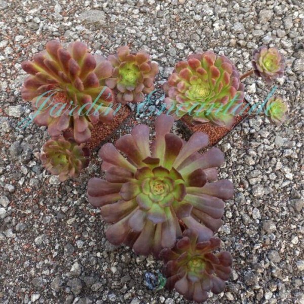 MARDI GRAS MUTATION - CLUSTER 10 - - Image 2