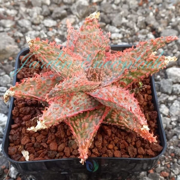 ALOE - 144 - - Image 2