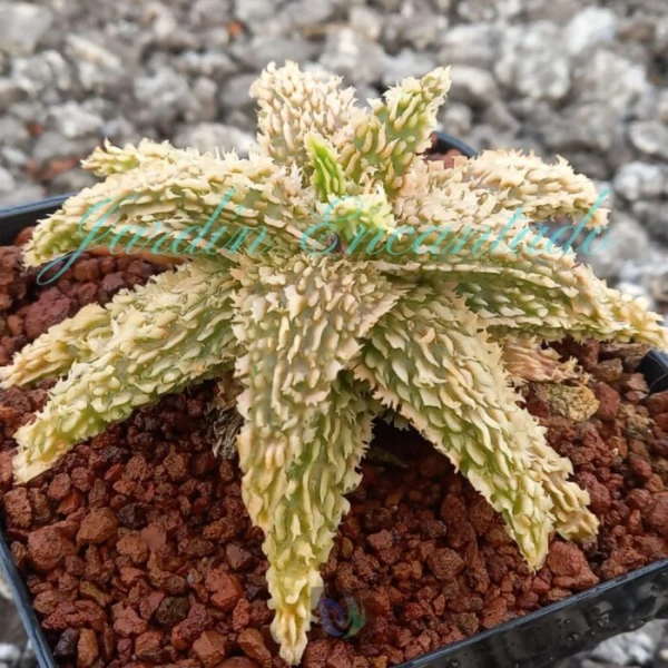ALOE - 273 - - Image 2