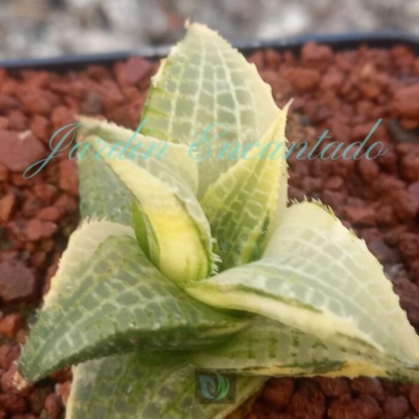 TESSELLATA EMERALD SPIRIT VARIEGADA - Image 3