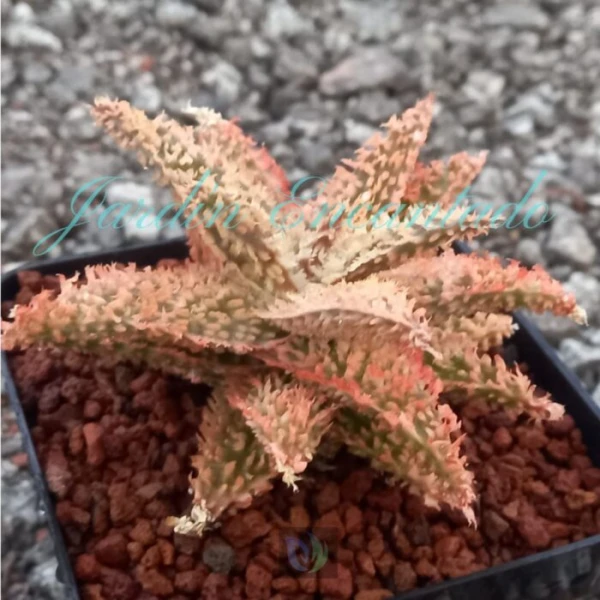 ALOE - 300- - Image 3
