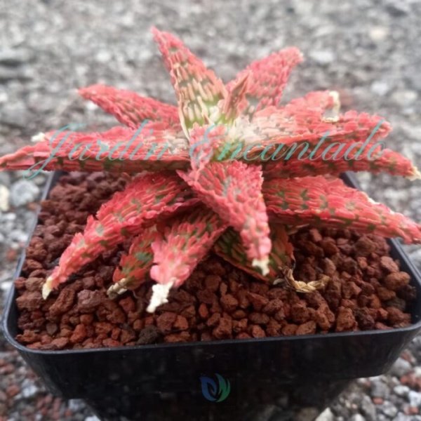 ALOE - 300 B- - Image 3