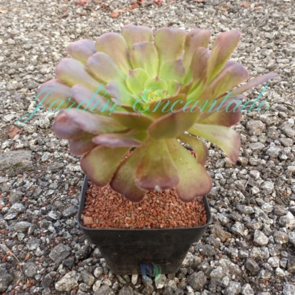MARDI GRAS MUTATION - 1H 12CM - - Image 3