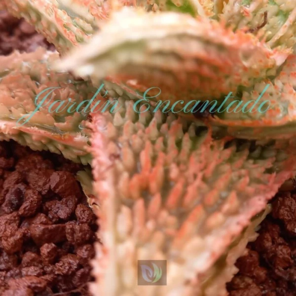 ALOE - 301 G - - Image 3