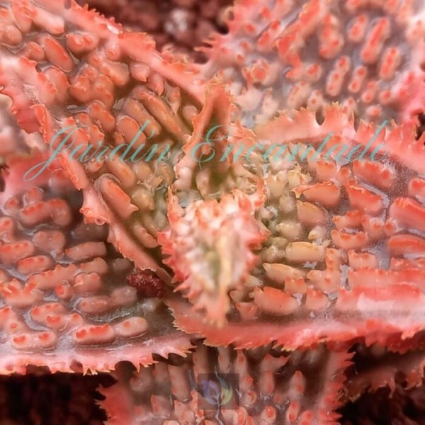 ALOE - 301 CH - - Image 3