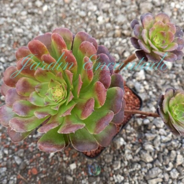MARDI GRAS MUTATION - CLUSTER 10 - - Image 3