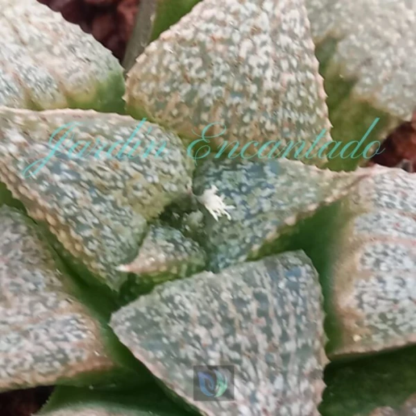 SPLENDENS " ANDROMEDA " - Image 3