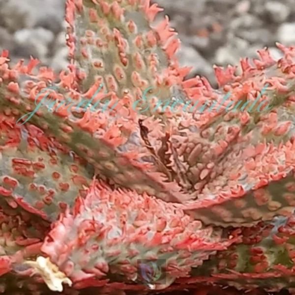 ALOE - 144 - - Image 3