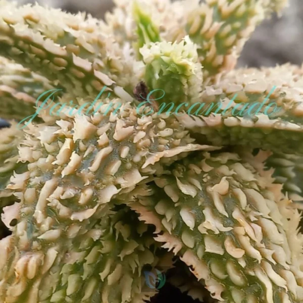 ALOE - 273 - - Image 3