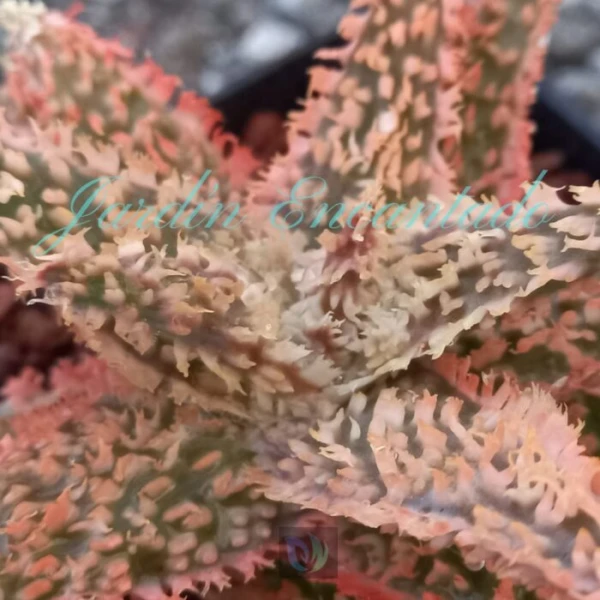 ALOE - 300- - Image 4