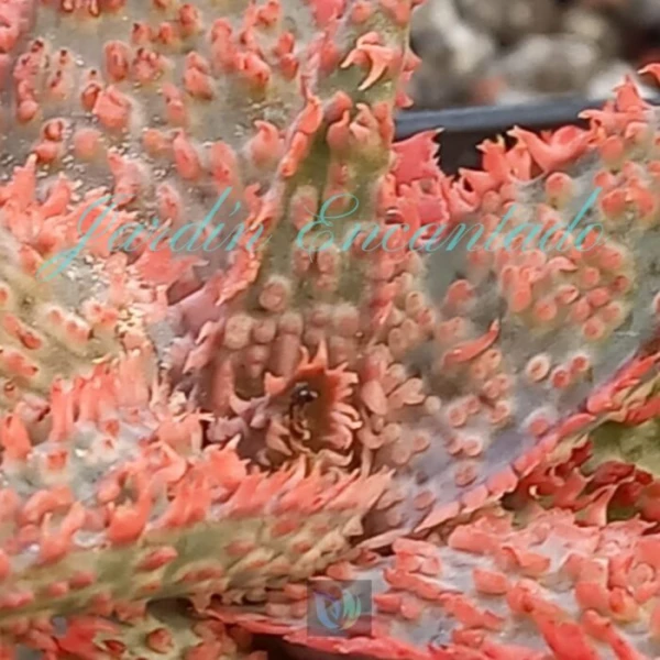 ALOE - 144 - - Image 4