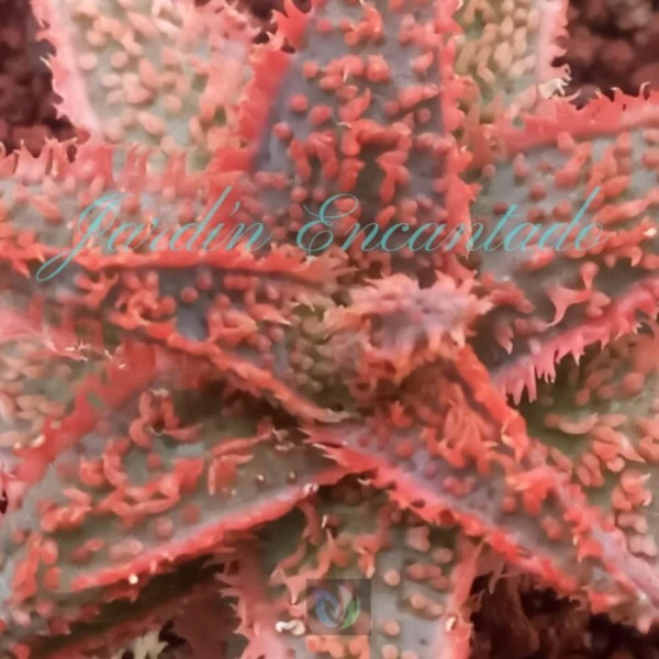 ALOE - 139 - - Image 4