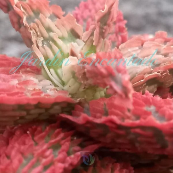 ALOE - 300 B- - Image 4