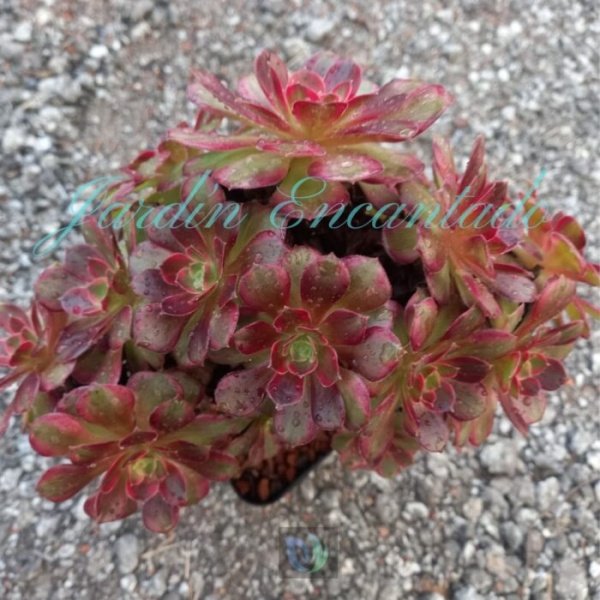 ANNA VAR- M14 CLUSTER A - - Image 4