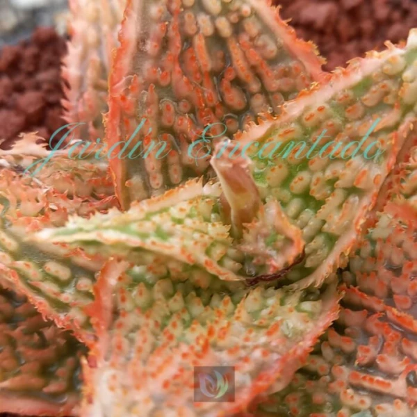 ALOE - 301 G - - Image 4