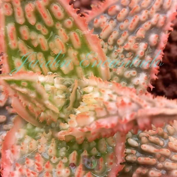 ALOE - 301 CH - - Image 4